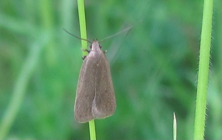 Cfr. Acomsia tripunctella, Gelechiidae